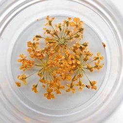ZOO, Сухоцветы, Любимые цветочки, #1676