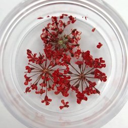 ZOO, Сухоцветы, Любимые цветочки, #1680